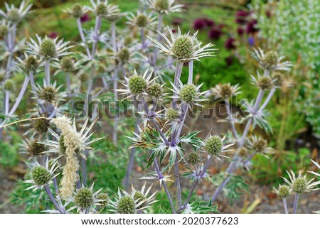                 beautiful thistle flowers in a meadow                