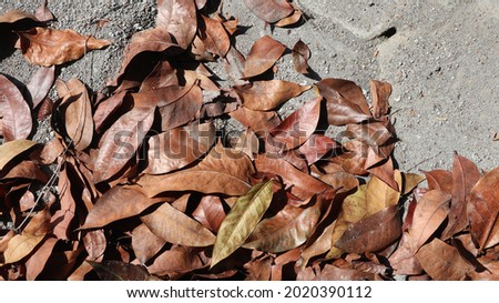 Dried leaf litter on the terrace