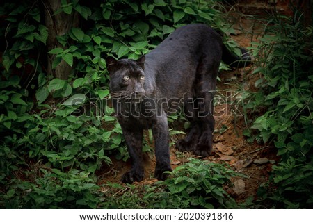 black panther resting in nature.