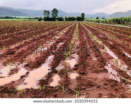 Newly planted sugarcane has rained, causing waterlogging at some points. Royalty-Free Stock Photo #2020394252