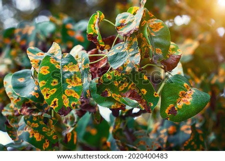 Pear trees fisease, rust spot on leaves. Fruit tree infected with fungus, yellow rust. Fruit plant disease. Pear leaf with Gymnosporangium sabinae infestation. Rust on plants, prevention trees disease Royalty-Free Stock Photo #2020400483