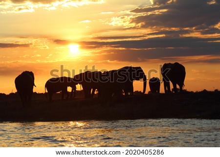 Elephants on the background of the sunrise pictured in Botswana in 2011.