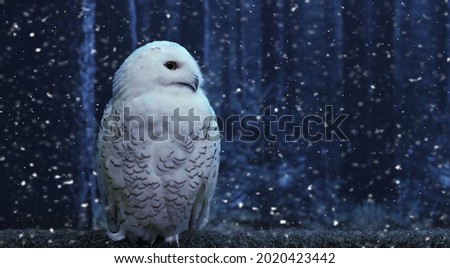 Funny polar owl perch on magic dark blue forest background with falling snow.Arctic white owl with yellow eyes close up.Predatory bird in wild nature habitat in winter.New year concept with copy space