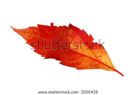 leaf #8