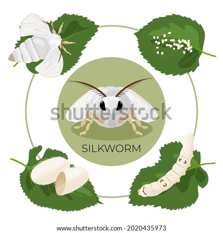 Silkworm. Stages of development of the life cycle. Egg, caterpillar, cocoon, butterfly. It can be used as an educational visual aid. Vector illustration, isolated, white background.