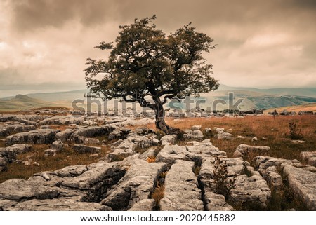 The lonely tree at Winskill stones. Winskill Stones is a nature reserve above the villages of Langcliffe and Stainforth in the Yorkshire Dales Royalty-Free Stock Photo #2020445882