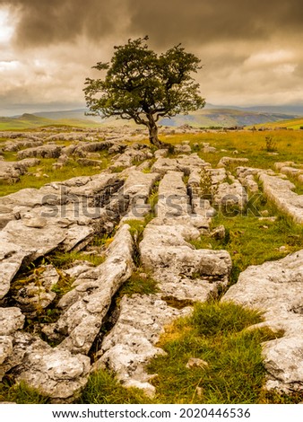 The lonely tree at Winskill stones. Winskill Stones is a nature reserve above the villages of Langcliffe and Stainforth in the Yorkshire Dales Royalty-Free Stock Photo #2020446536
