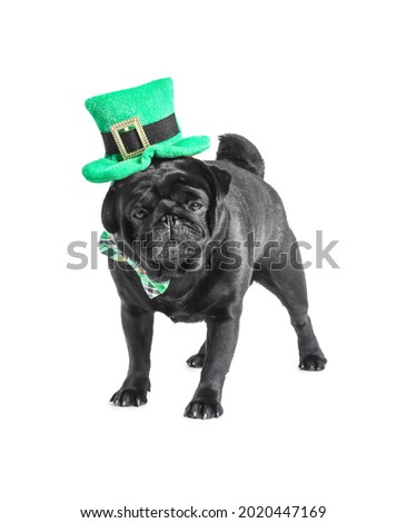 Cute dog with green hat on white background. St. Patrick's Day celebration