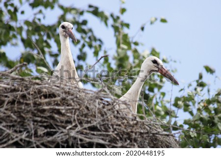 Two white stork ciconia nestlings closeup on large nest on birch tree branches on blue sky background at summer day, West European migratory birds
