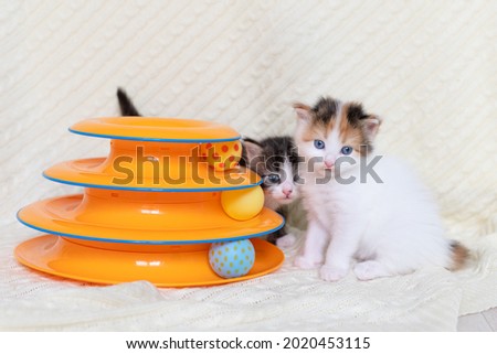 two cute fluffy cat kitten sitting on a white blanket at home looking at a toy for cats. High quality photo