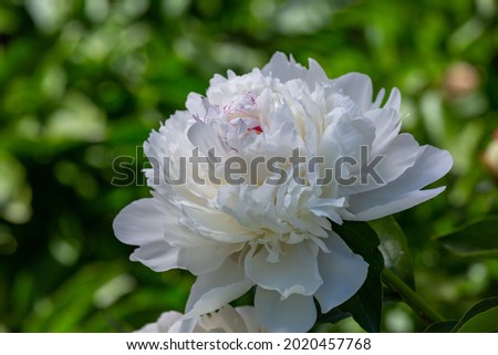 Blossom white peony flower on a summer sunny day macro photography. Garden fluffy peony with white petals in the summer close-up photo. Big paeony flower on a green background nature wallpaper. Royalty-Free Stock Photo #2020457768