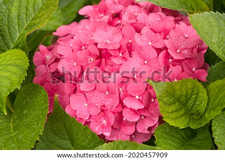 Pink hydrangea flowers after the rain.