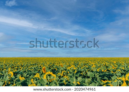 Flowers sunflower with their heads turned back to the side, growing up to the horizon line, to the blue sky and white fluffy clouds. High quality photo. 