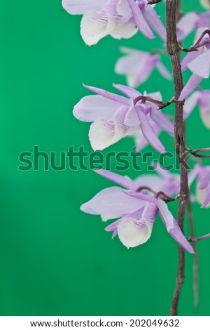 beautiful wild orchid on green background