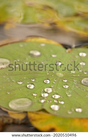 capturing water droplets on leaves