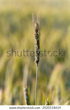 A vertical closeup of the wheat  Shallow focus 