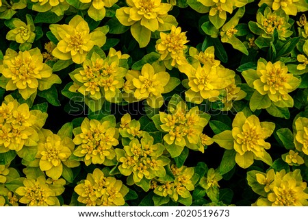 Decorative spurge. Bright yellow flowers with an interesting structure.