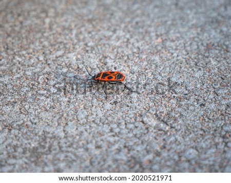 Bedbug soldier (Pyrrhocoris Apterus). A small beetle with a red and black color. Spain