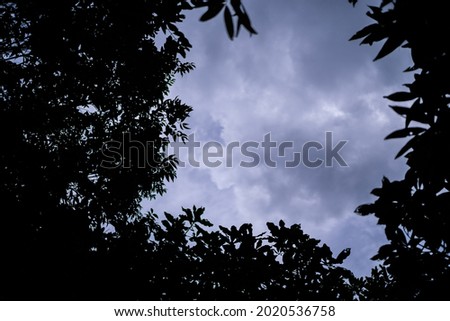 Night photo. Silhouette of dark tree branches with leaves.