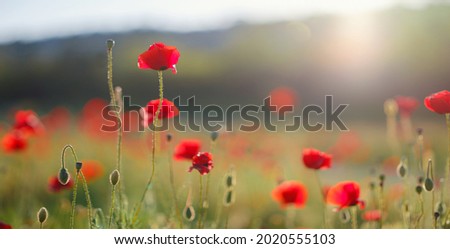 Poppy meadow in the light of the setting sun. Flower on Memorial Day, Memorial Day, Anzac Day in New Zealand, Australia, Canada and the United Kingdom. Royalty-Free Stock Photo #2020555103