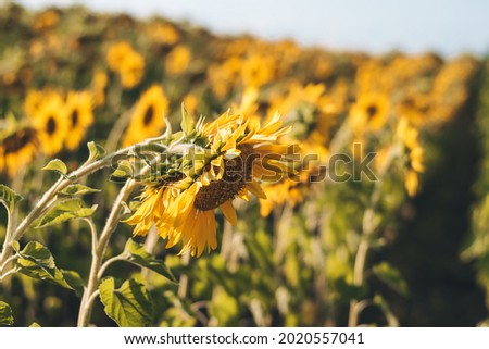 Agricultural sunflower field in the sunset light.Natural background.Selective focus with shallow depth of field.