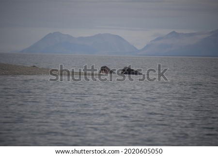 Walruses walrus laying on stone beach with water in the background in Svalbard Norway