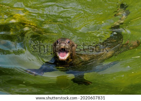 Screaming young giant otter in the water