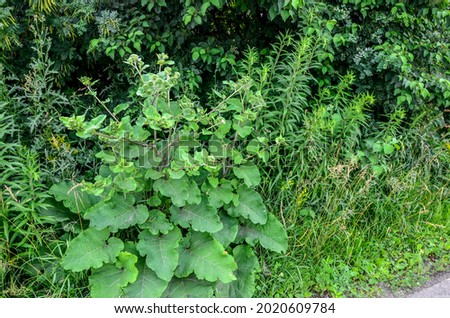 Prickles of a burdock. Picture for pharmacies. Medicinal weed. Nature near us. The plant used in folk medicine.Drug plant shovel large (Arctium lappa)