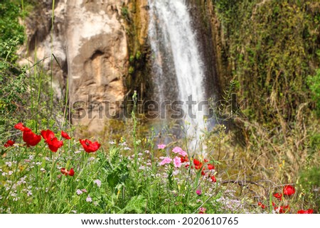 Beautiful bloom of wild flowers against the waterfall blurred backdrop. Mezar stream waterfall. Golan Heights. Israel North Nature Royalty-Free Stock Photo #2020610765
