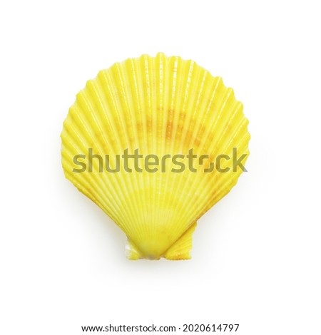 Yellow seashell on white background 
