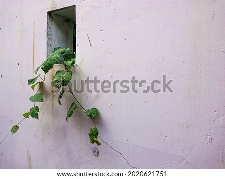 
Plants grow wildly on a wall which gives a natural and cool impression to a place.