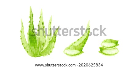 aloe vera watercolor hand drawn paint isolated on white