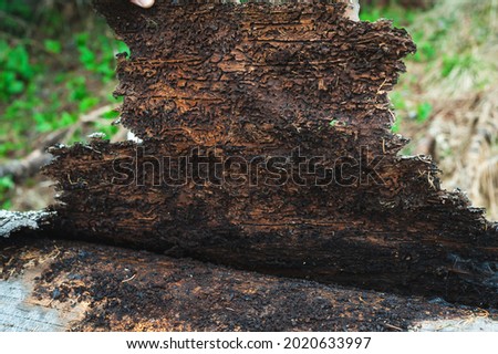 The brown bark of an old fallen pine tree. The bark was eaten by worms. Inside view. Bark of a pine was eaten by larvae of a bug of the bark termites beetle background.