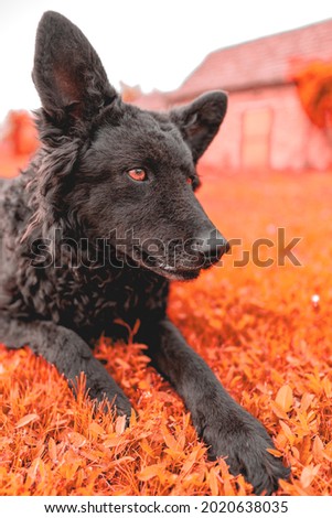 A vertical shot of a black croatian sheepdog