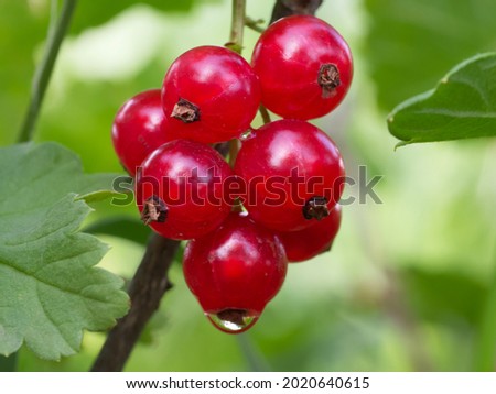 Ripe red currant berries, close-up. A bunch of red berries on a branch.