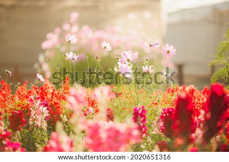 Photograph of flowers in the garden at sunset