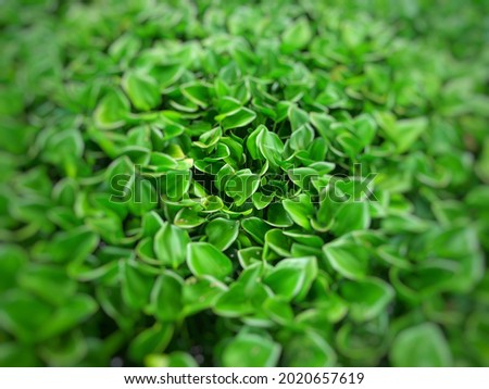 Defocused abstract background of water hyacinth.