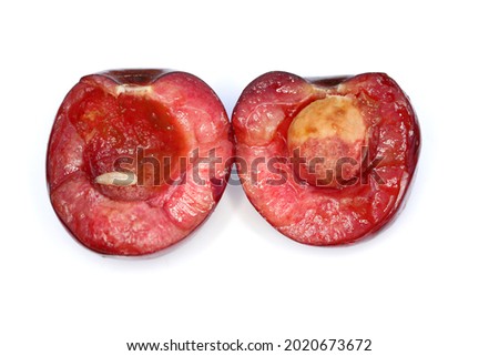 Rhagoletis cerasi is a species of tephritid fruit fly known by the common name cherry fruit fly. It is a major pest of cherry crops in Europe. The larva in the cherry fruit.