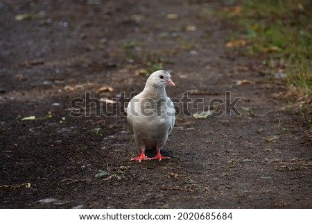 A close-up of a white pigeon with brown spots, which stands on a damp park path and, turning its head to the right, is closely watching what is happening.