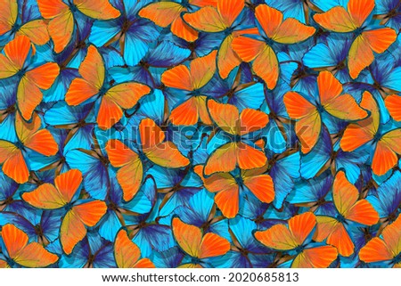 Butterflies Morpho. Flight of bright blue and orange butterflies abstract background.
