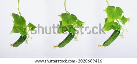 Fresh young cucumber leaves, fresh young cucumbers (gherkins) cucumber flowers, isolated on a white background Royalty-Free Stock Photo #2020689416