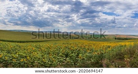 Wavy field landscape. Blooming yellow sunflower. Against the background of blue sky and dramatic clouds. Panorama of Moravian Tuscany