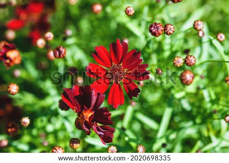 Coreopsis Dwarf Red flowers in the garden, close up Royalty-Free Stock Photo #2020698335