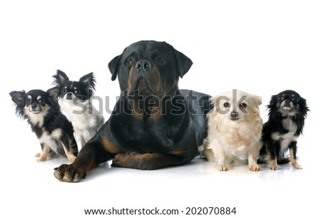 chihuahuas and rottweiler in front of white background