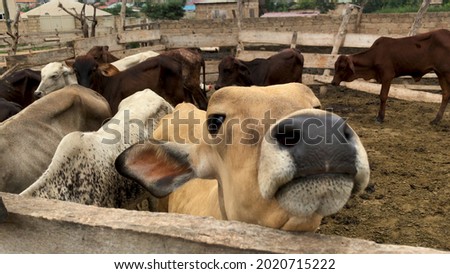 A picture of cows on a ranch with one of the animals looking into the camera in the countryside of Ghana on 31st July 2021