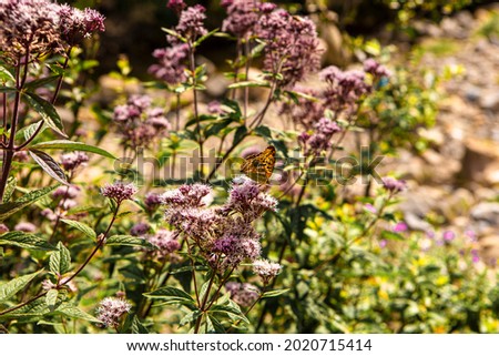 butterfly and blossom  in spring background