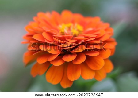 Soft focus photo Gerbera flower. Beautiful blooming Zinnia summer close up. Floral background for design. Colourful Gerbera daisies on a pastel background. Orange Common Zinnia . Summer blossom 