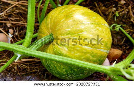 A large pumpkin growing on a pumpkin patch. Unripe pumpkin with flowers.
