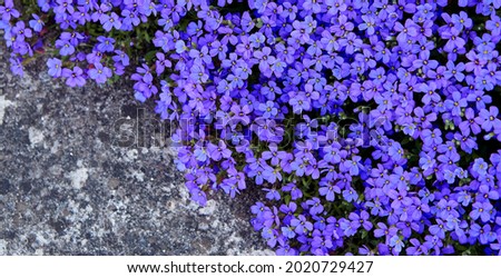 Creeping blooming phlox grows on the sidewalks in the open air on a summer morning.