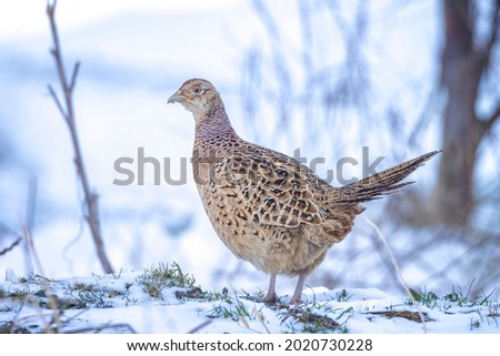 Female Pheasant, Phasianus colchicus, scavenging on the forest floor perched in snow during Winter season Royalty-Free Stock Photo #2020730228